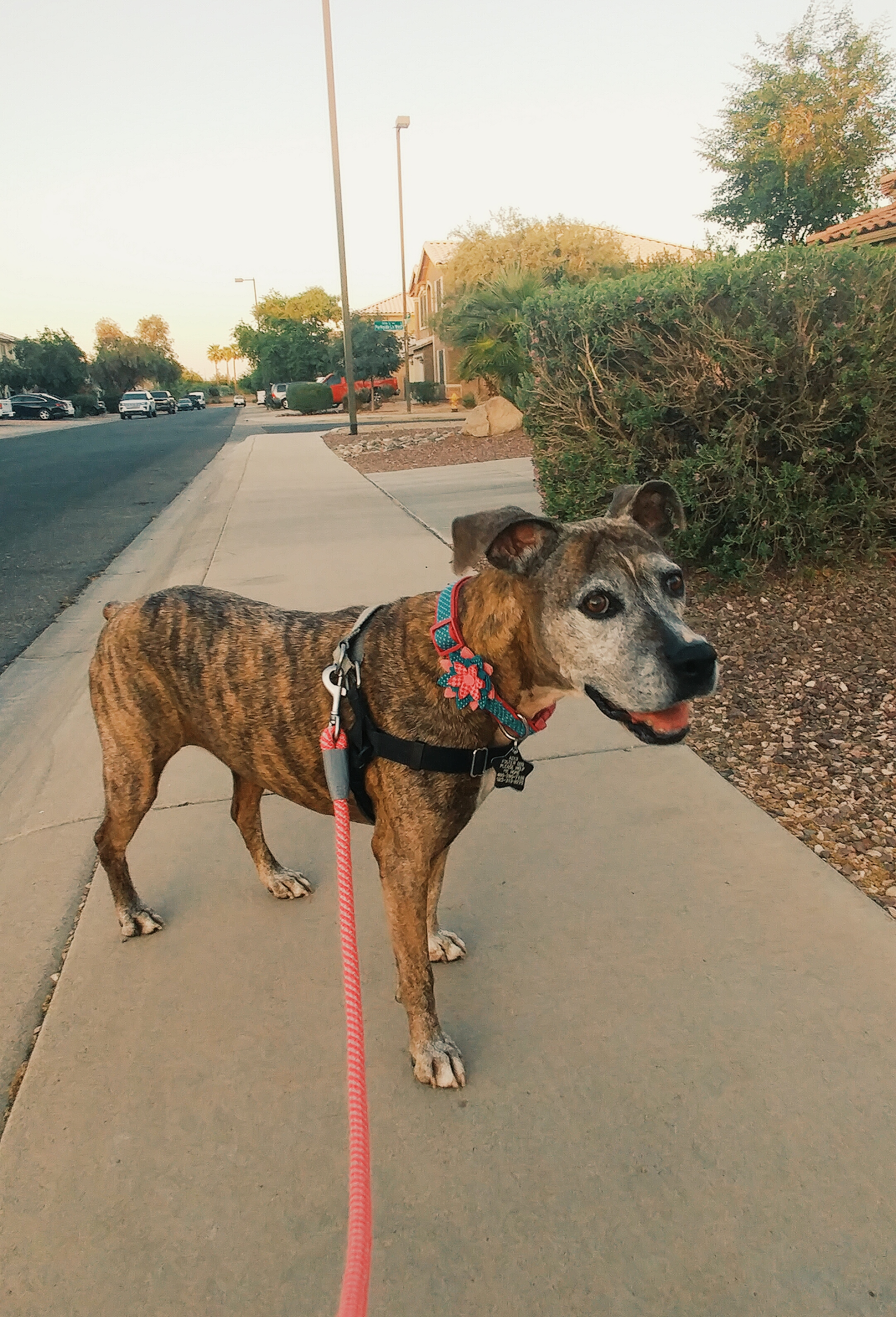 Boxer/Pitbull mix going for a walk in Arizona.